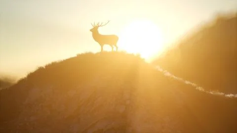 Deer Male in Forest at Sunset Stock Illustration