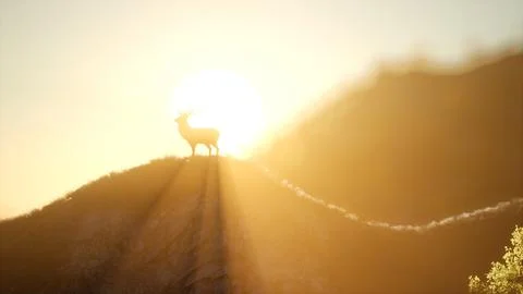 Deer Male in Forest at Sunset Stock Illustration