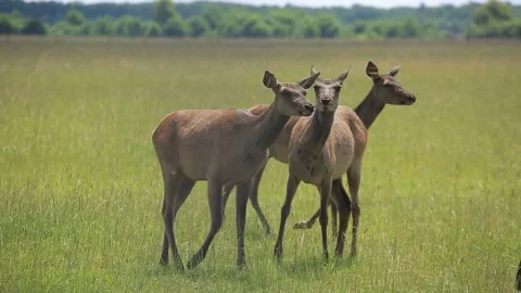 DEER  MARALS 10 Stock Footage 158125325