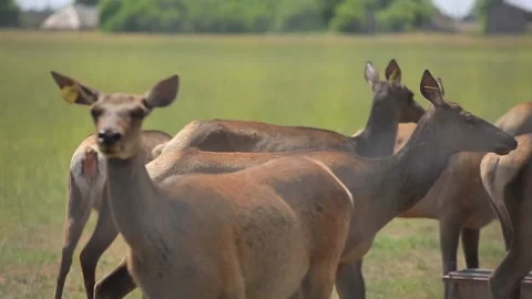 DEER  MARALS 11 Stock Footage 158125344