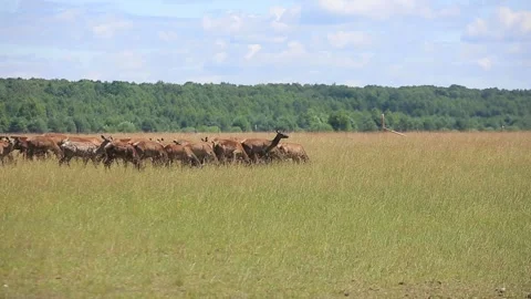 DEER  MARALS 12 Stock Footage 158125531