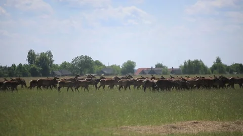 DEER  MARALS 14 Stock Footage 158125394