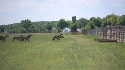 DEER  MARALS 15 Stock Footage 158125824