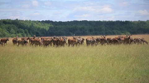 DEER  MARALS 16 Stock Footage 158125745