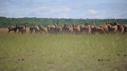 DEER  MARALS 17 Stock Footage 158125759