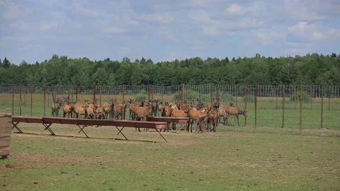 DEER  MARALS 2 Stock Footage 158125107