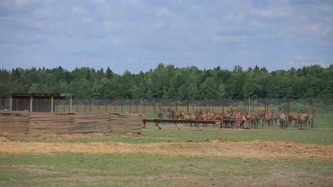 DEER  MARALS 3 Stock Footage 158125181