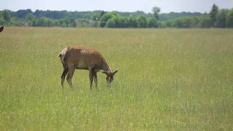 DEER  MARALS 4 Stock Footage 158125284