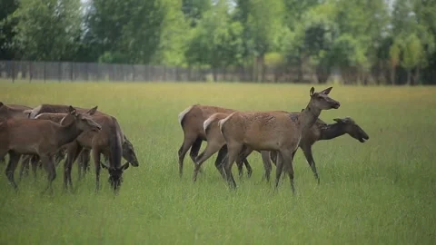 DEER  MARALS 5 Stock Footage 158125255