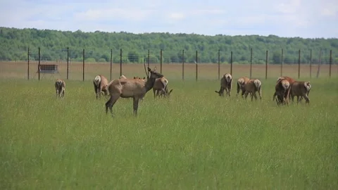 DEER  MARALS 6 Stock Footage 158125310