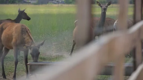 DEER  MARALS 7 Stock Footage 158125277