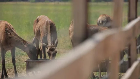 DEER  MARALS 8 Stock Footage 158125332