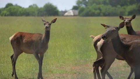 DEER  MARALS 9 Stock Footage 158125330