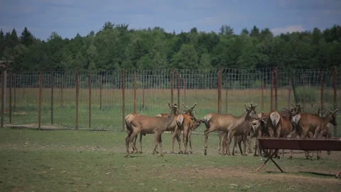 DEER  MARALS Stock Footage 158125878