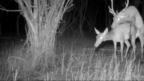Deer mating in the woods in September Stock Footage 267592569
