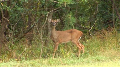 Deer In Meadow Stock Footage 33604075