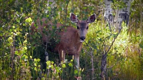 Deer in a meadow Video stock 64946608