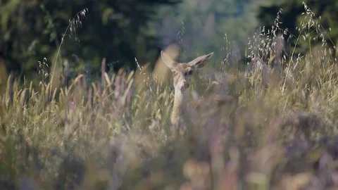 Deer in a Meadow 스톡 동영상 85456072