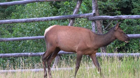 Deer in Meadow Stock Footage 114665966