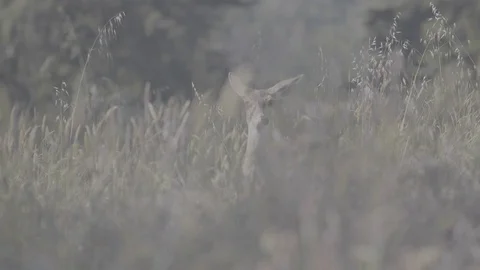 Deer in a Meadow - Log Stock Footage 85455767