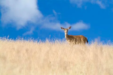 Deer in meadow Stock Photos