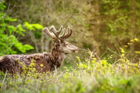 Deer on a meadow Stock Photos