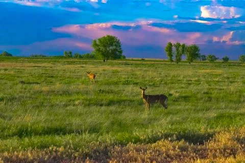 Deer in Meadow Фото