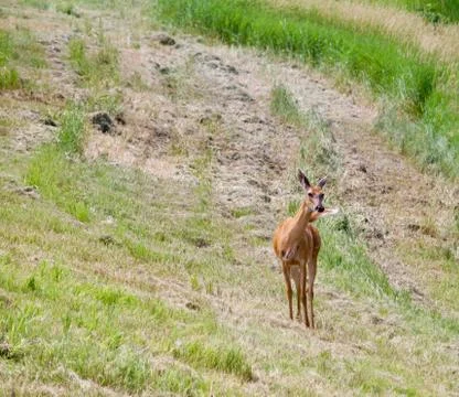Deer in the meadow Stock Photos