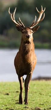 Deer in the meadow Stock Photos