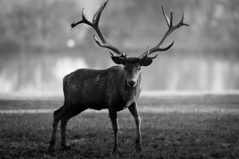 Deer in the meadow Foto stock