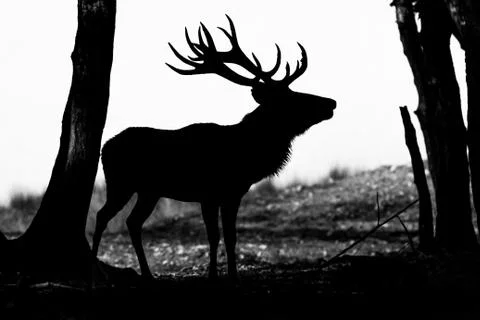 Deer in the meadow Stock Photos