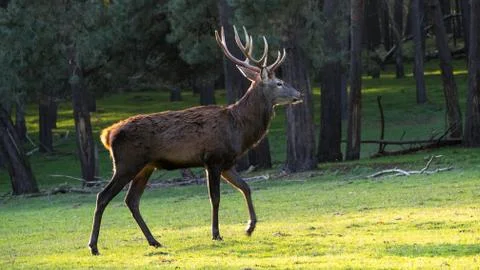 Deer on a meadow Stock Photos