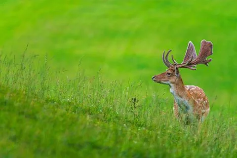 Deer on a meadow Stock Photos