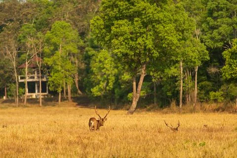 Deer in the meadow Stock Photos