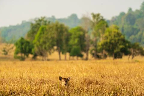 Deer in the meadow Stock Photos