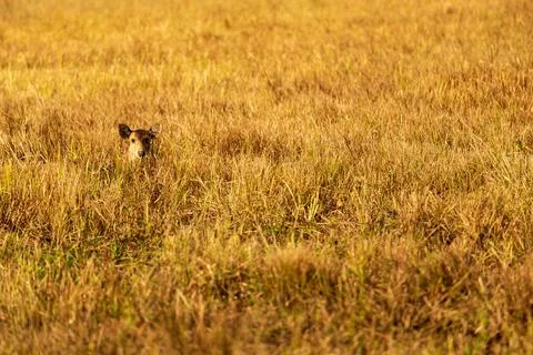 Deer in the meadow Stock Photos