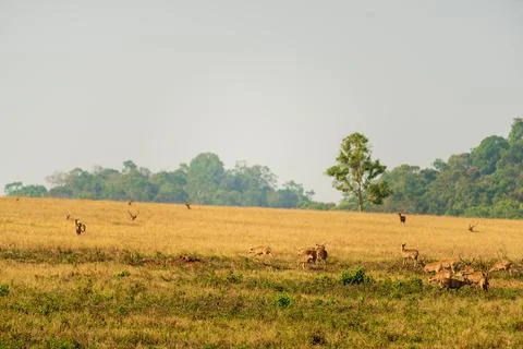 Deer in the meadow Stock Photos