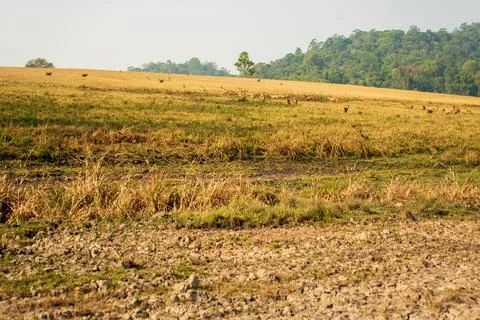 Deer in the meadow Stock Photos