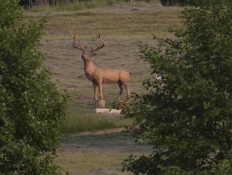 A deer on a meadow Stock Photos