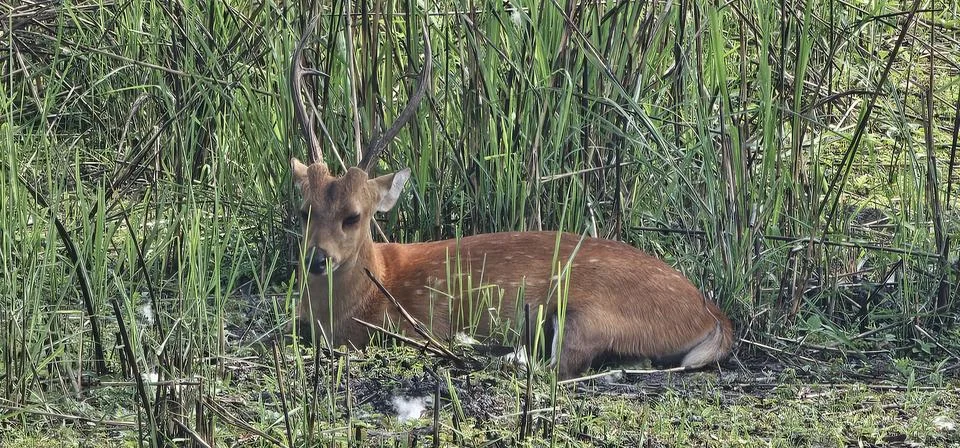 A deer in a meadow Stock Photos