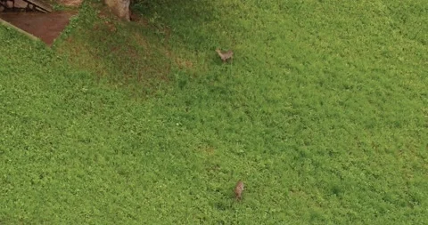 Deer on meadow in spring, aerial view of cute deer in nature Stock Footage 132117977
