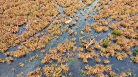 Deer in a meadow. View from above Stock Footage 119710266