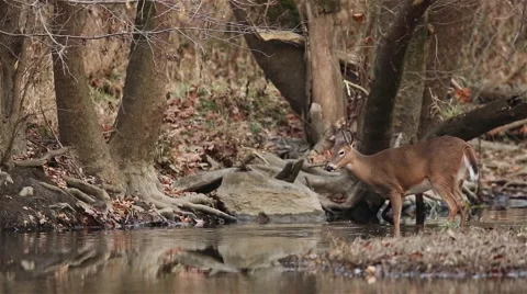 Deer Meanders Along Creek in Late Autumn Stock Footage 45895620