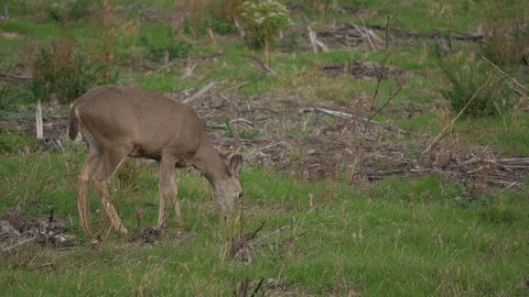 Deer Medium Close Up Grazing Stock Footage 97605631