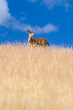 Deer in medow Stock Photos