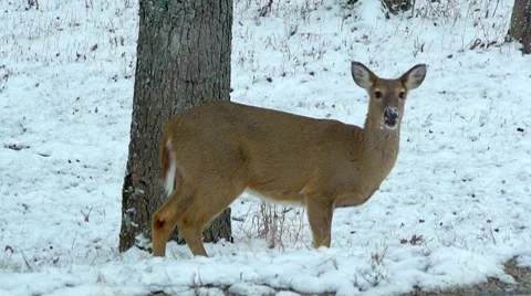 Deer Mid Shot Stock Footage 10682724