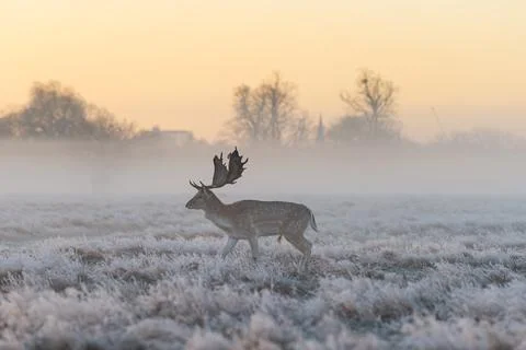 Deer in Mist Stock-Fotos
