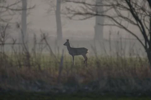 Deer in misty forest view Stock Photos