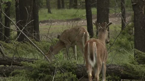 Deer in Montana Stock Footage 10887754