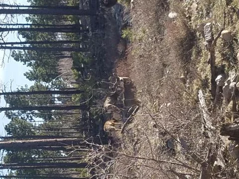 Deer in the mountain Stock Photos